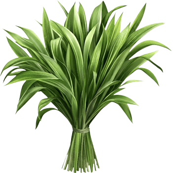 Lemongrass